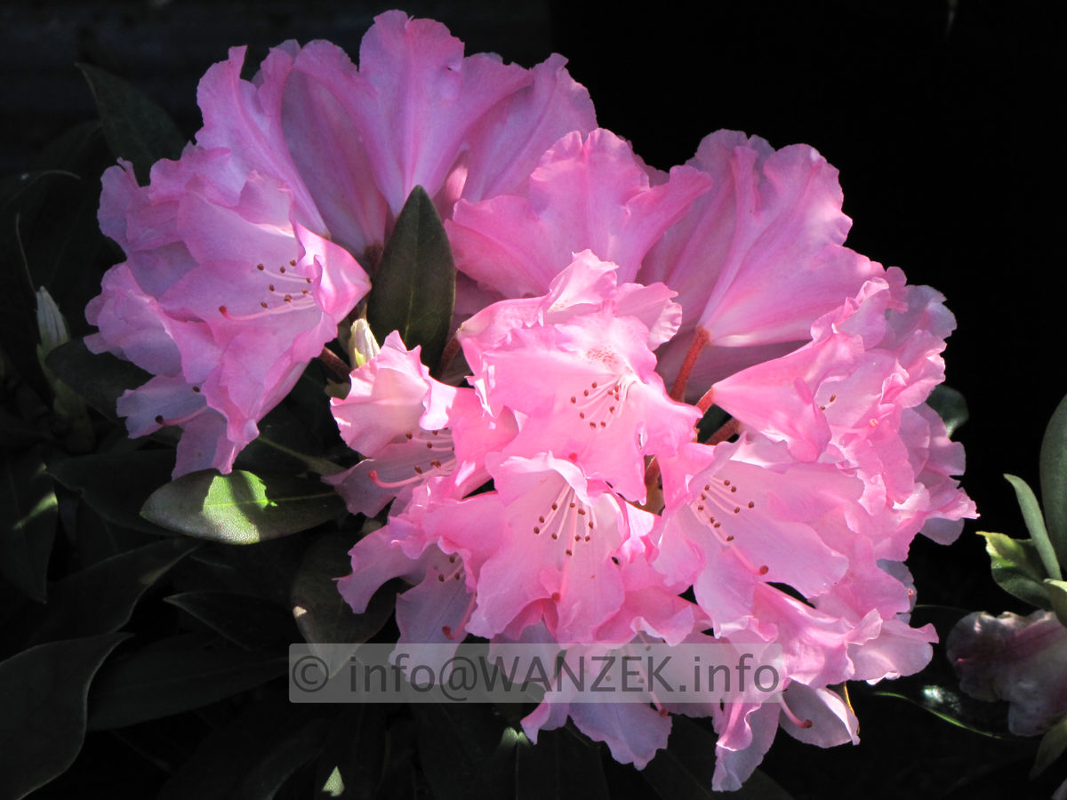 Rhododendron yakushimanum Pink Cherub 3.JPG